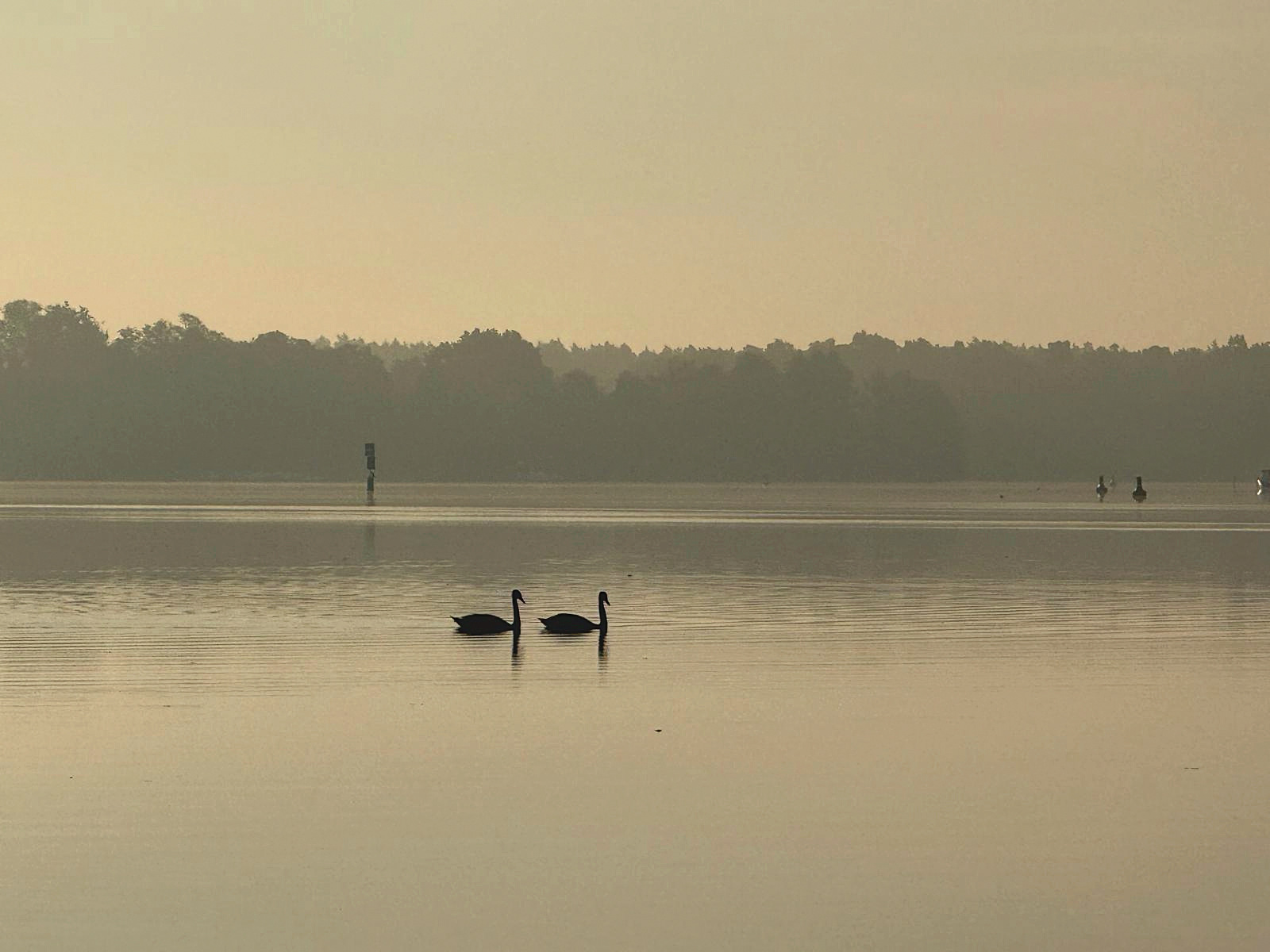 Zwei Schwäne im Morgennebel auf dem Krüpelsee