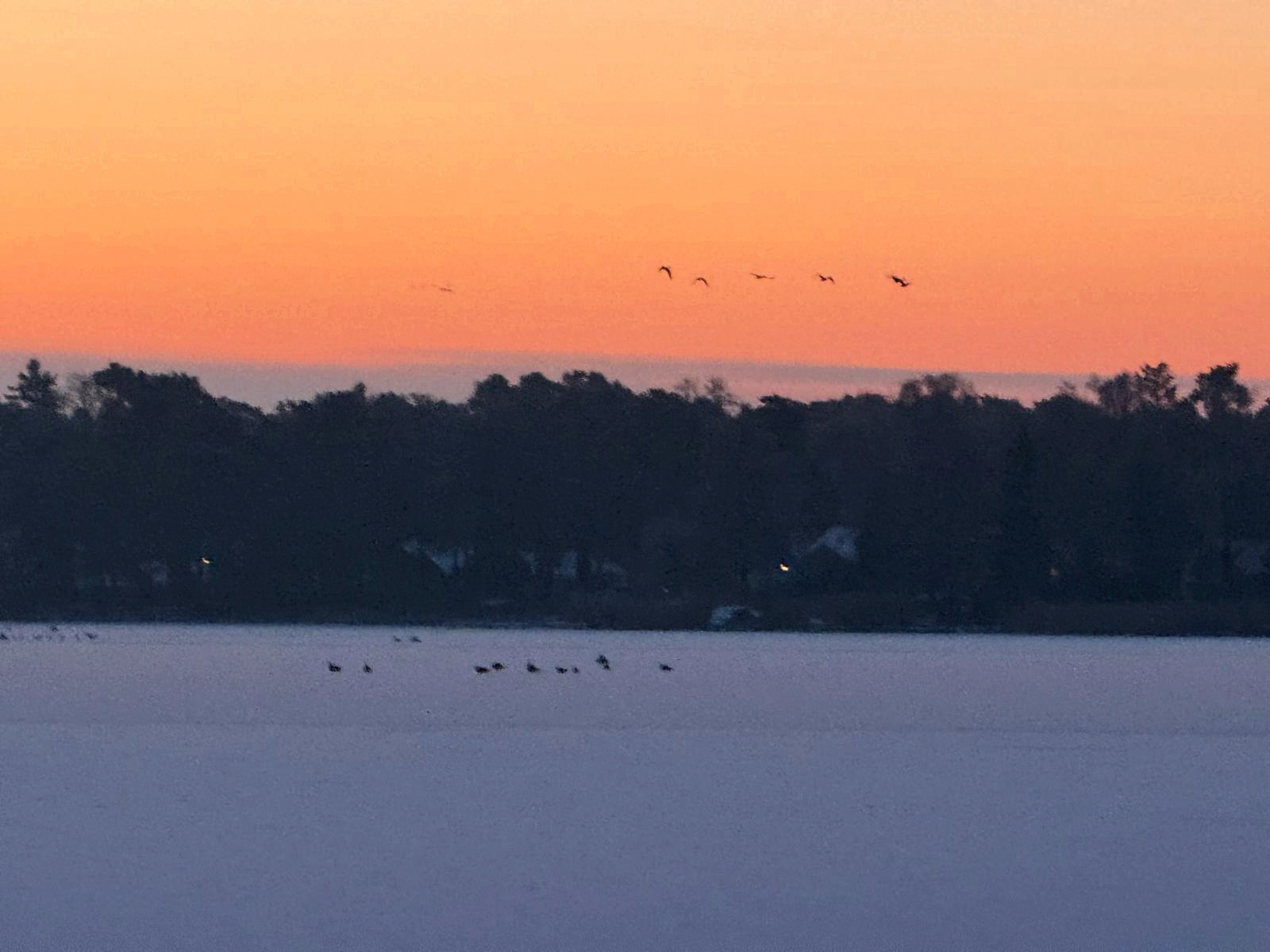 Winterlicher Krüpelsee mit Vogelschwarm über dem verschneiten Ufer